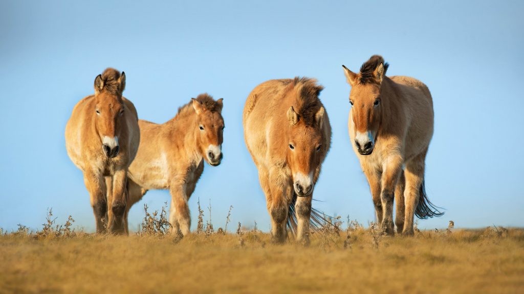 Image of four Przewalski's horses, an iconic species that zoos have helped save from extinction.
